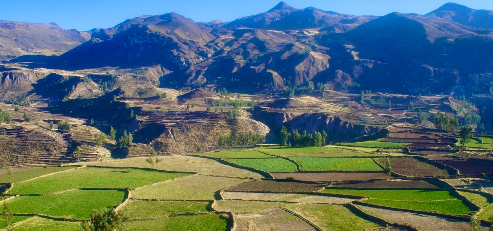 Andenes agrícolas en la sierra peruana bajo cielo despejado con montañas al fondo